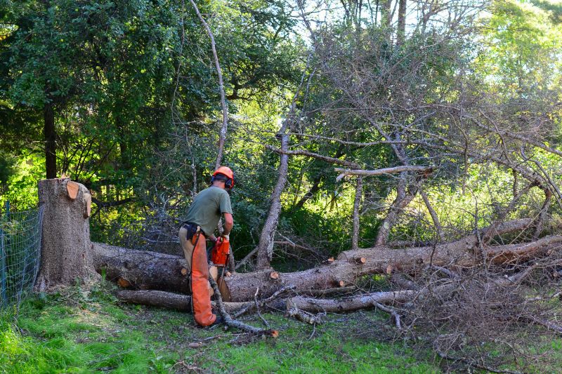 Fallen Tree Removal detail