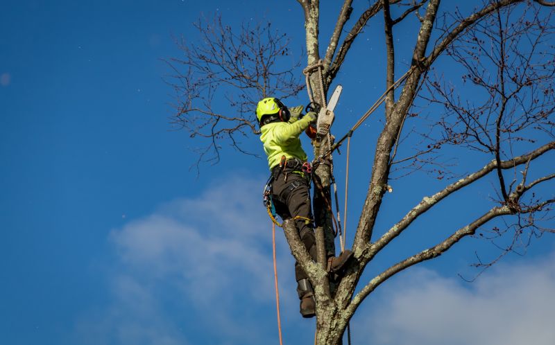Tree Removal in Winter