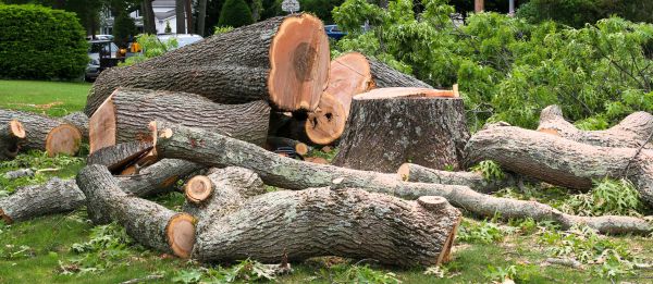 Large Tree Removal in Clayton