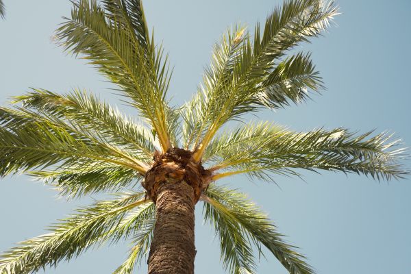 Palm Tree Removal in Clayton