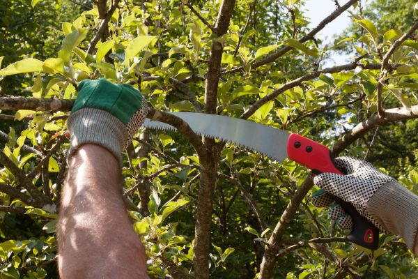 Small Tree Removal in Clayton