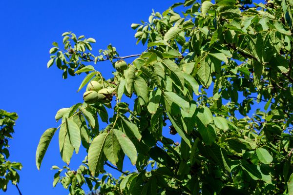 Walnut Tree Removal in Clayton