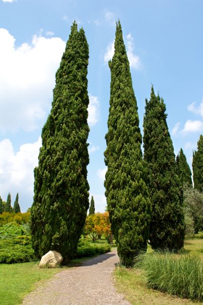 Cypress Tree Removal in Clayton