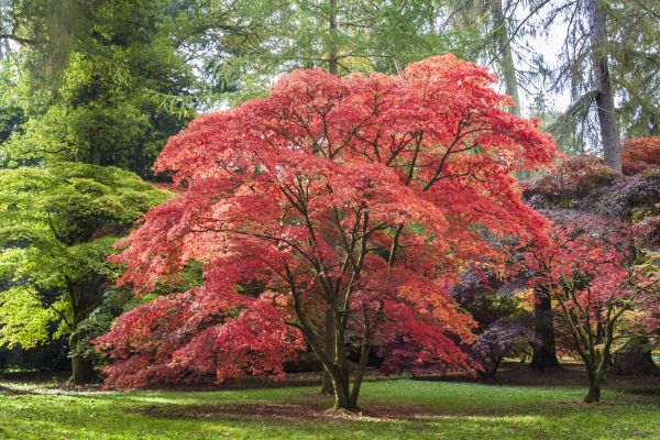 Maple Tree Removal in Clayton