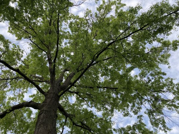 Oak Tree Removal in Clayton