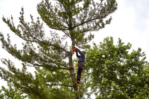 Pine Tree Removal in Clayton