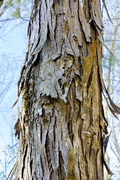 Hickory Tree Removal in Clayton