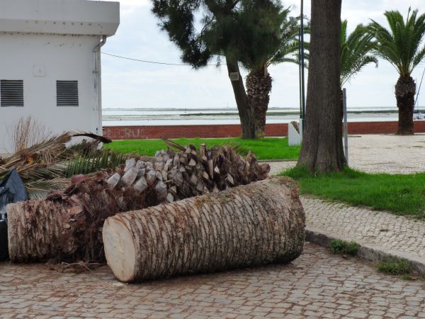 Palm Trees Removal in Clayton