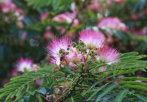 Mimosa Tree Removal in Clayton