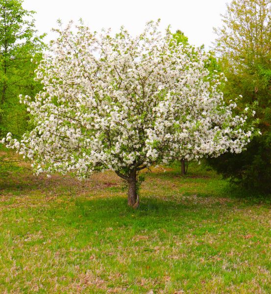 Dogwood Tree Removal in Clayton