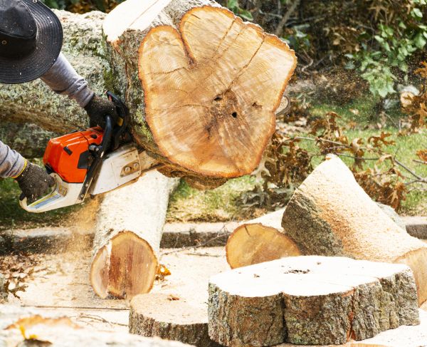 Tree Removal Service in Clayton