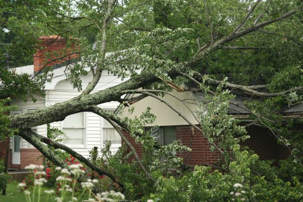Emergency Tree Removal in Clayton