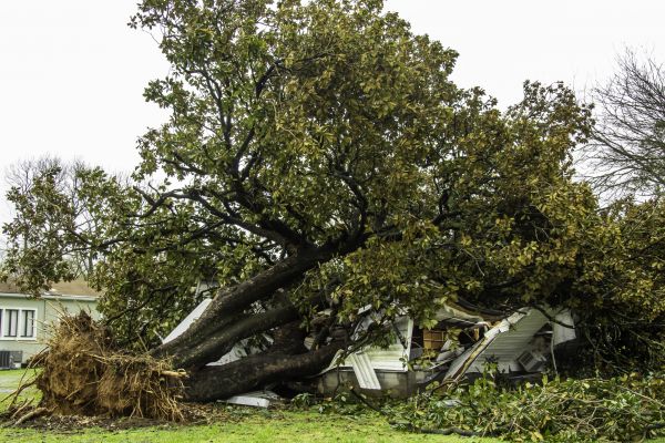 Fallen Tree Removal in Clayton