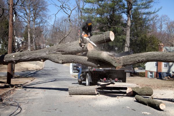 Residential Tree Removal in Clayton