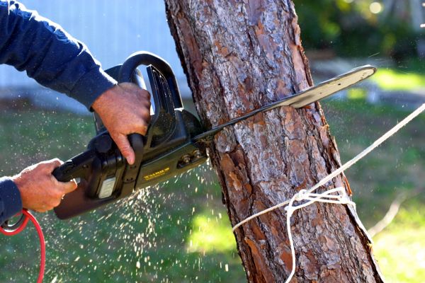 Dead Tree Removal in Clayton